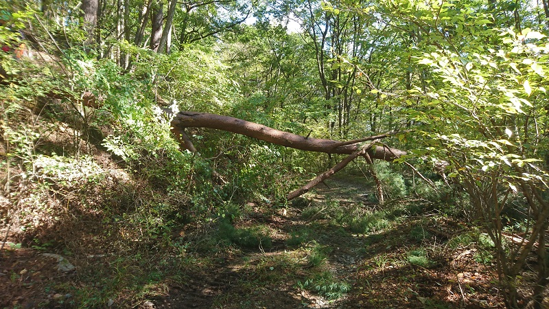 南コースの林道に倒したアカマツ大径木