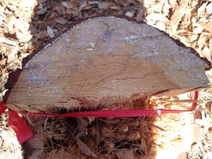 プロット伐倒木の年数検証４９年生