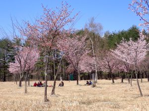 桜の木の下で昼食の班