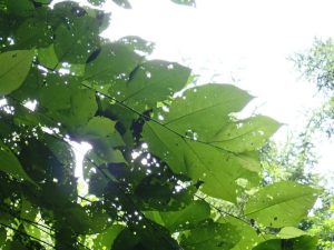 オオバアサガラ　大きな葉