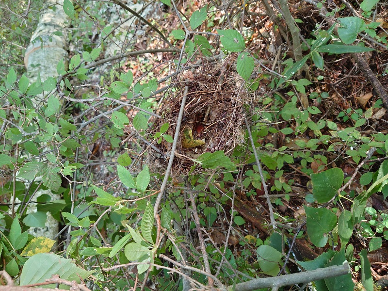 シラカバの枝の鳥の巣
