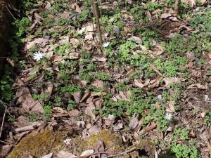 アズマイチゲの葉が地面を覆う