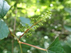 サンカクヅルの蕾