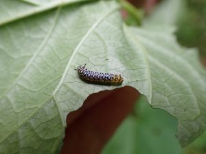 アサギマダラの幼虫