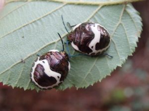 アカスジキンカメムシ　五齢幼虫