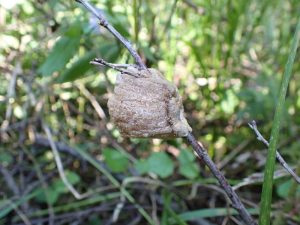 オオカマキリの卵