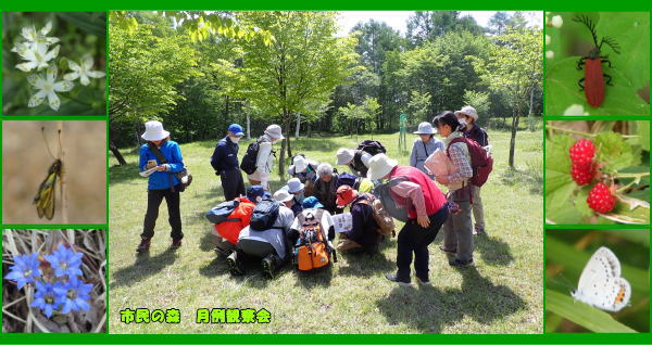 4月14日～11月10日 市民の森 月例観察会 参加者募集